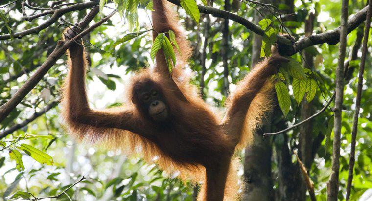 Come si proteggono gli orangotango?