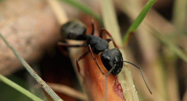 Quali sono le piccole formiche nere chiamate?