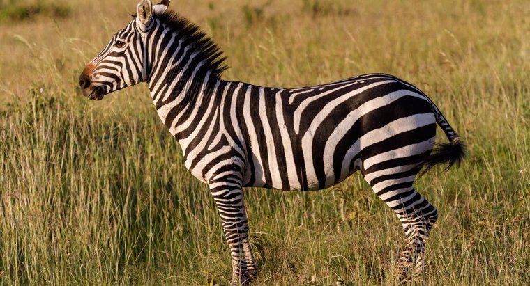 Quali sono alcuni fatti Zebra per i bambini?