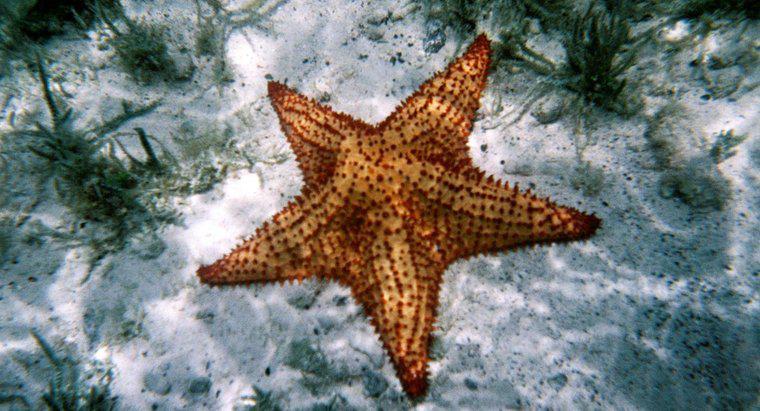 A quale phylum appartiene una stella marina?