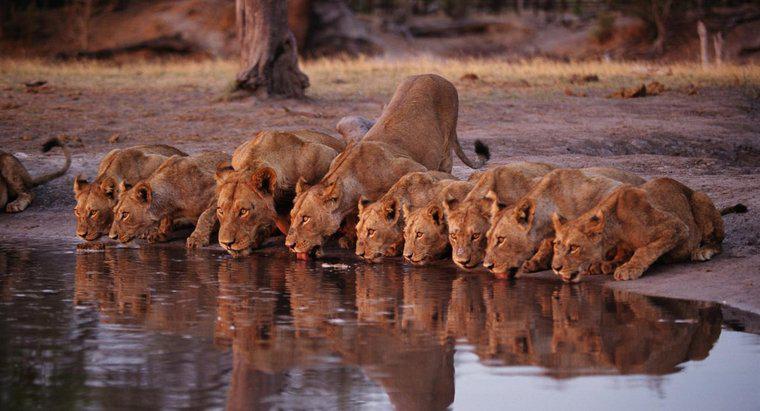 I Lions possono nuotare?