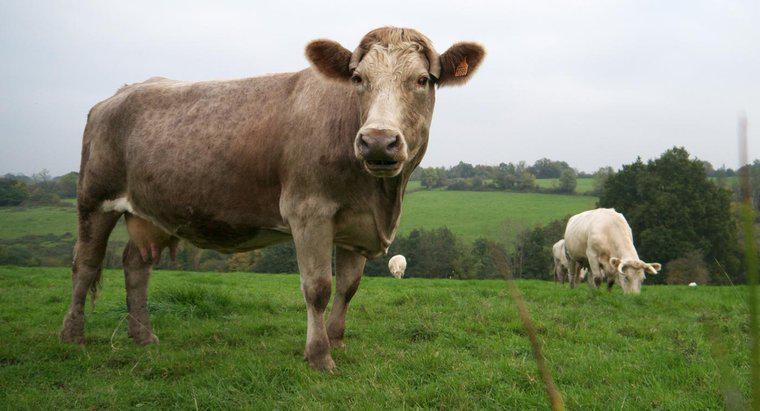 Quali sono le caratteristiche di una mucca?