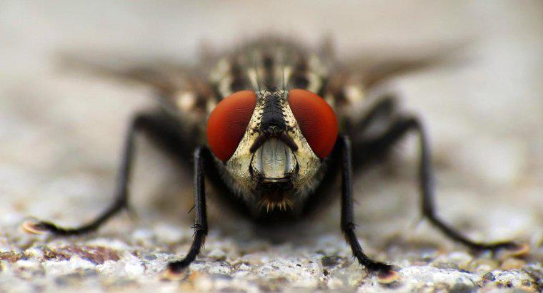 Quanti insetti mangi mentre dormi?
