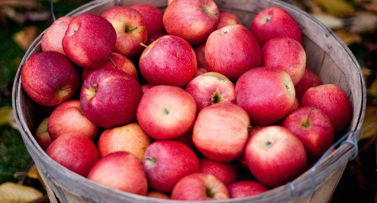 Quante mele ci vogliono per creare 1 gallone di sidro di mele?