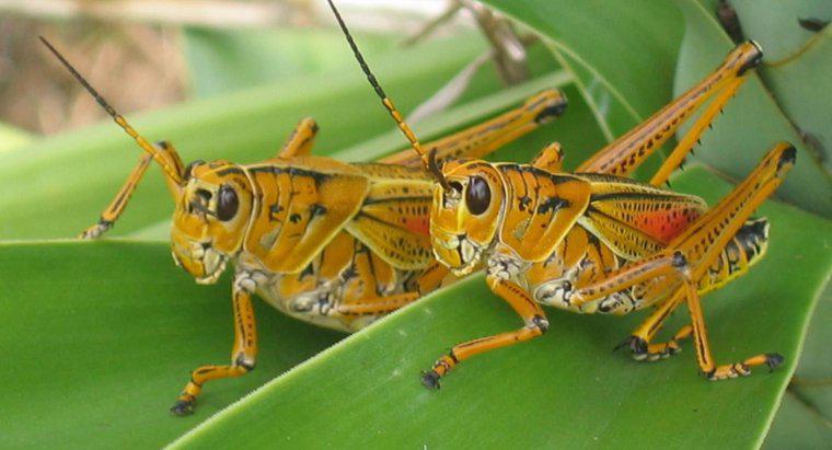 Come si chiama un gruppo di grasshoppers?