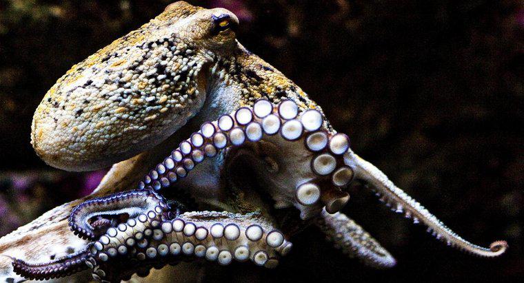 Cosa c'è di più intelligente, un calamaro o un polpo?