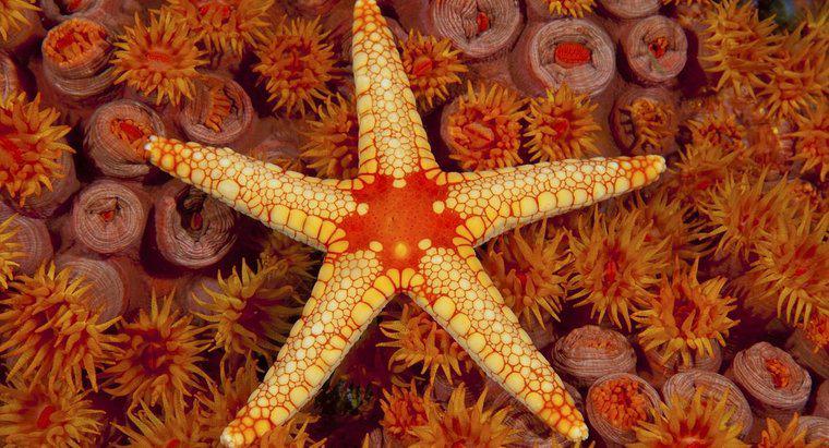 Quali adattamenti esibiscono le stelle marine?