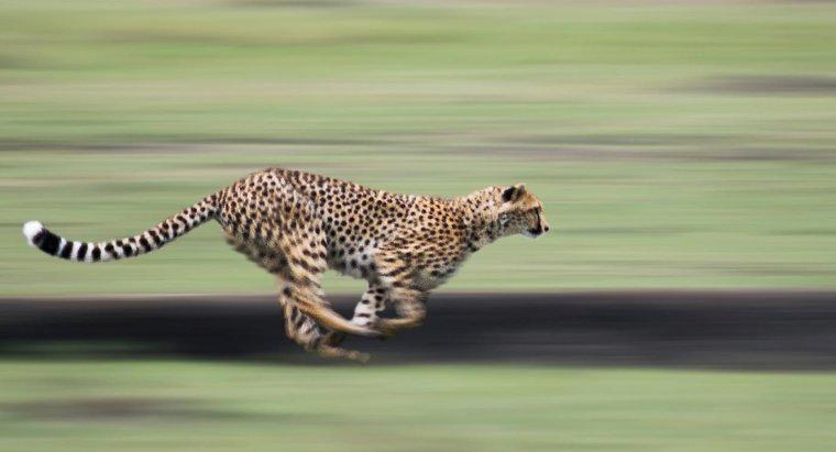 Potrebbe un ghepardo superare una macchina in autostrada?