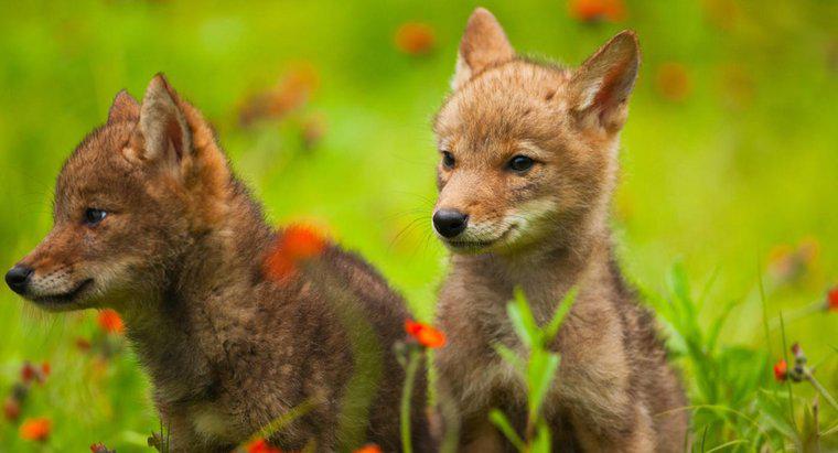 Che cos'è un baby coyote chiamato?