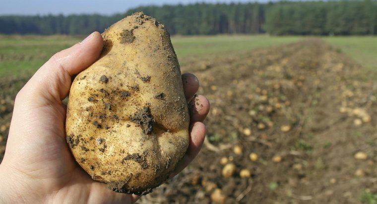 Qual è il nome scientifico per la patata?