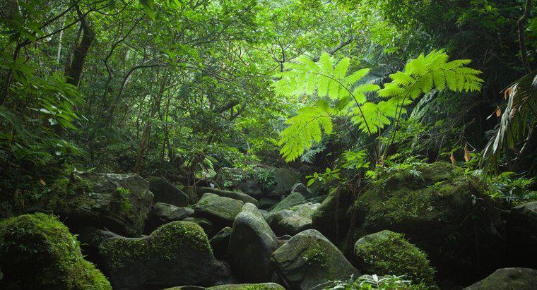 Qual è la struttura della foresta pluviale tropicale?