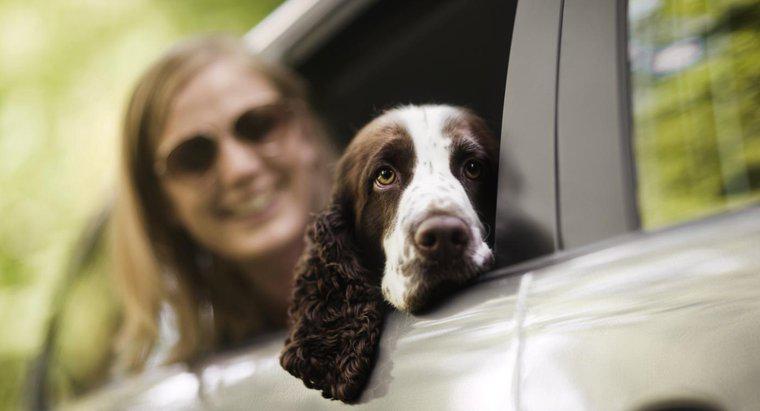 Ci sono gettoni GPS per cani?
