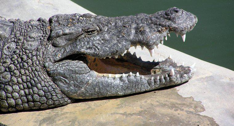 Quanto è grande la bocca di un coccodrillo?