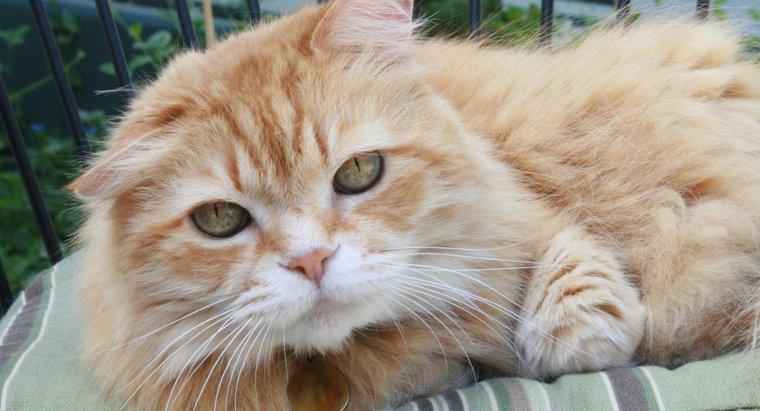 Quanto sono rari i gatti tabby arancioni?