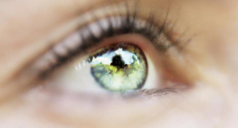 Cosa regola la quantità di luce che entra nell'occhio?