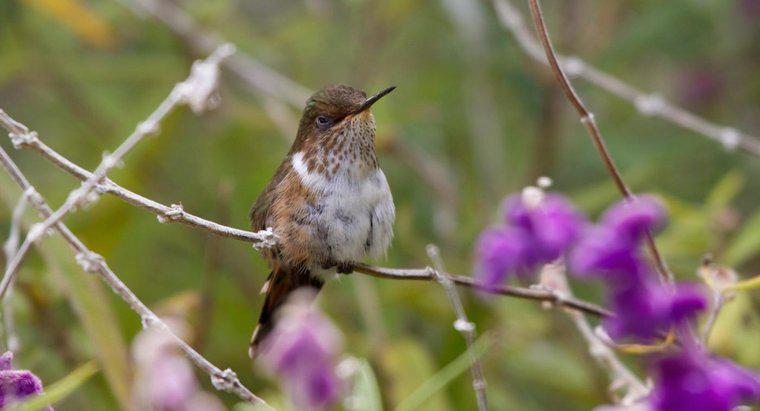 Quando migrano i colibrì?