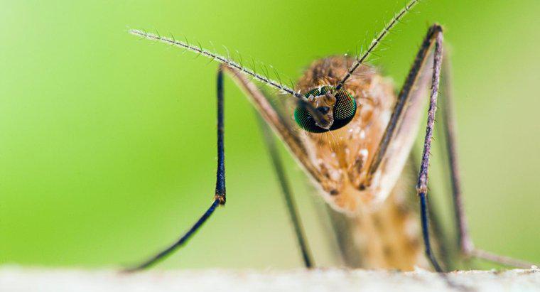 Cosa fa la zanzara maschio?