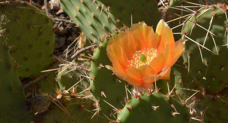 Dove si trova la fotosintesi in un cactus?