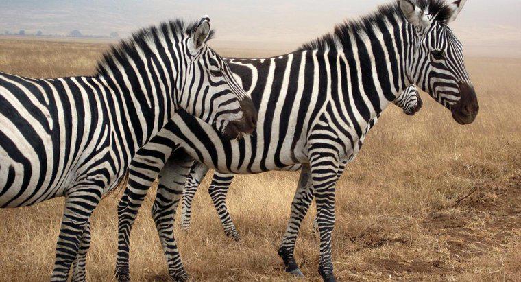 Che rumore fa una zebra?
