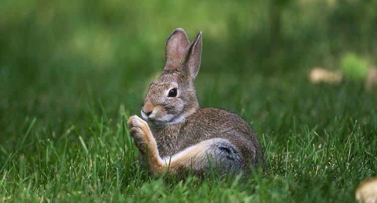 Perché i conigli battono?
