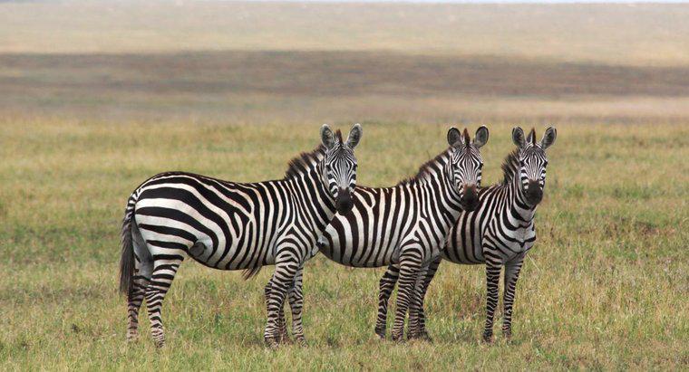 Qual è la durata della vita di una zebra?