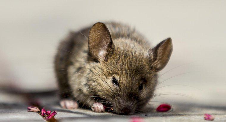 Come si può usare l'olio di menta piperita per eliminare i topi da una casa?