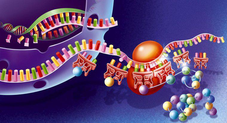 Quale organo è il sito di sintesi proteica?
