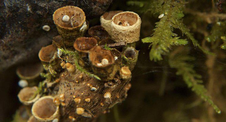 Quali sono le caratteristiche dei funghi?
