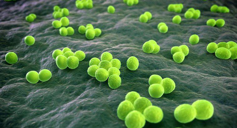 Quali sono i quattro modi in cui gli agenti patogeni si diffondono?