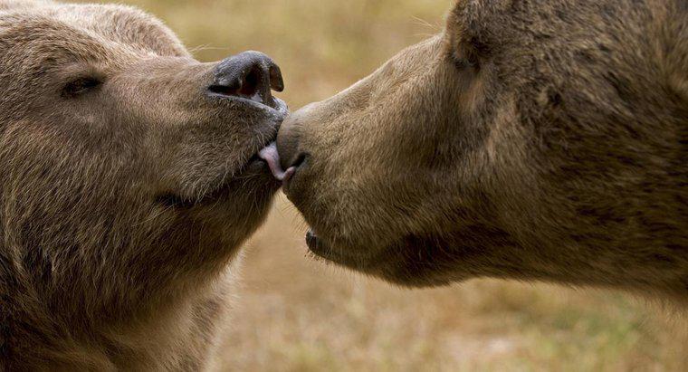 Quale animale ha il miglior senso dell'olfatto?