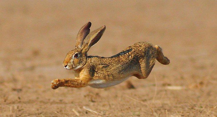 Come si muovono i conigli?