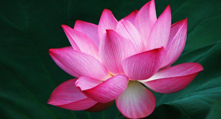 Che cosa simboleggia il fiore di loto?