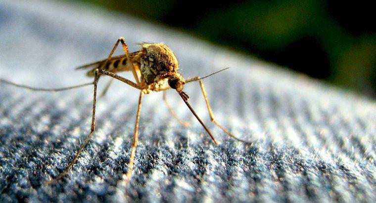 Qual è la durata di una zanzara?