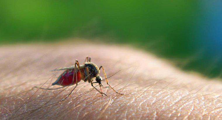 Come viene trasmessa la malaria?