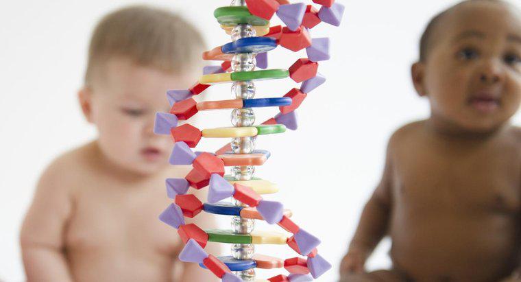 Cos'è il materiale genetico?