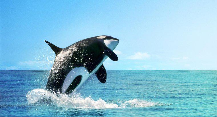 Dove vivono i Killer Whales?
