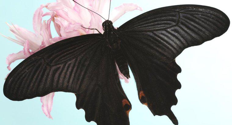 Cosa simboleggia una farfalla nera?