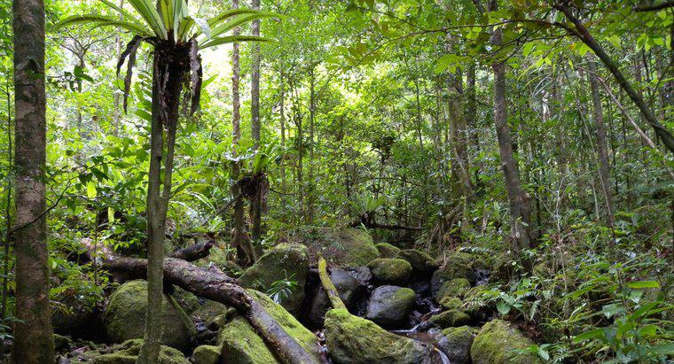 Quante specie animali vivono nella foresta pluviale?