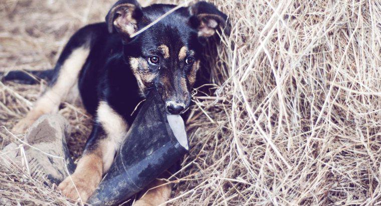 Quanto pesano i cuccioli di pastore tedesco?
