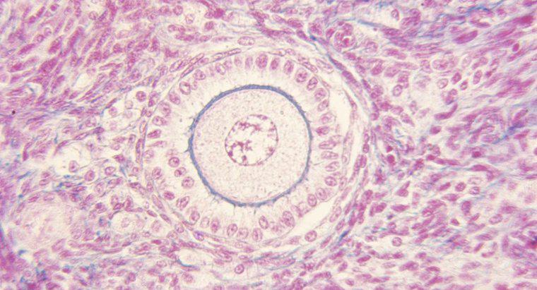 Qual è la funzione di un follicolo ovarico?