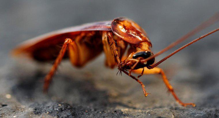 Gli scarafaggi sentono il dolore se li uccidono naturalmente?