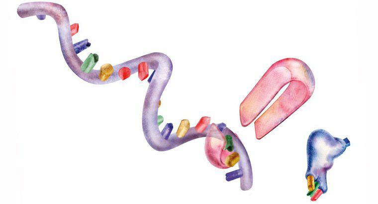 Quali sono i tre organelli coinvolti nella sintesi proteica?