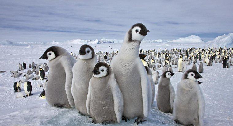 Quali animali vivono al Polo Sud?