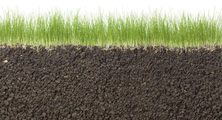 Quando dovresti piantare semi di erba?