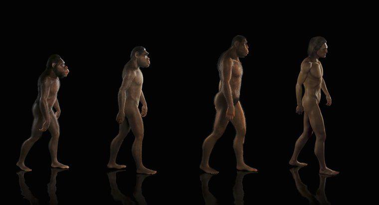 Qual è la teoria dell'evoluzione?