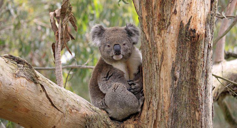 Dove vivono i Koala?
