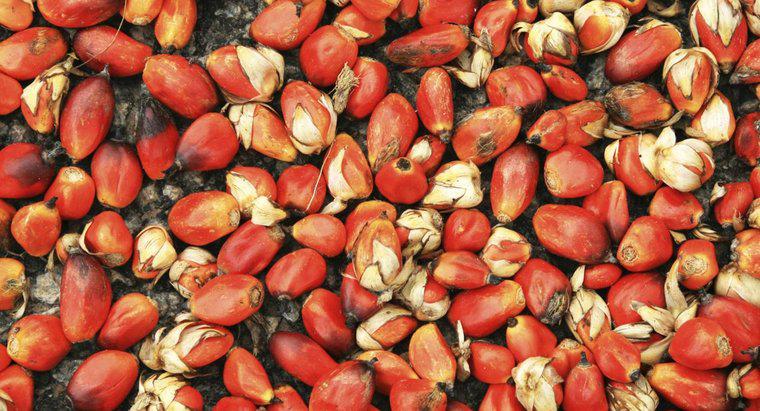 Quali sono alcuni benefici dell'olio di palma rosso?