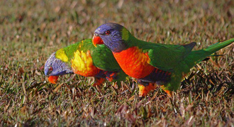 Gli uccelli sono attratti dai colori vivaci?