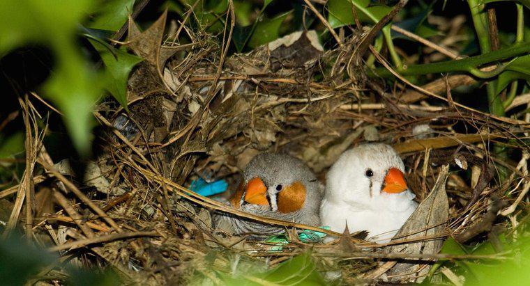 Perché gli uccelli costruiscono nidi?