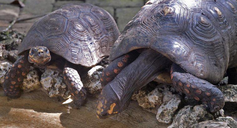 Come si chiama un gruppo di tartarughe?